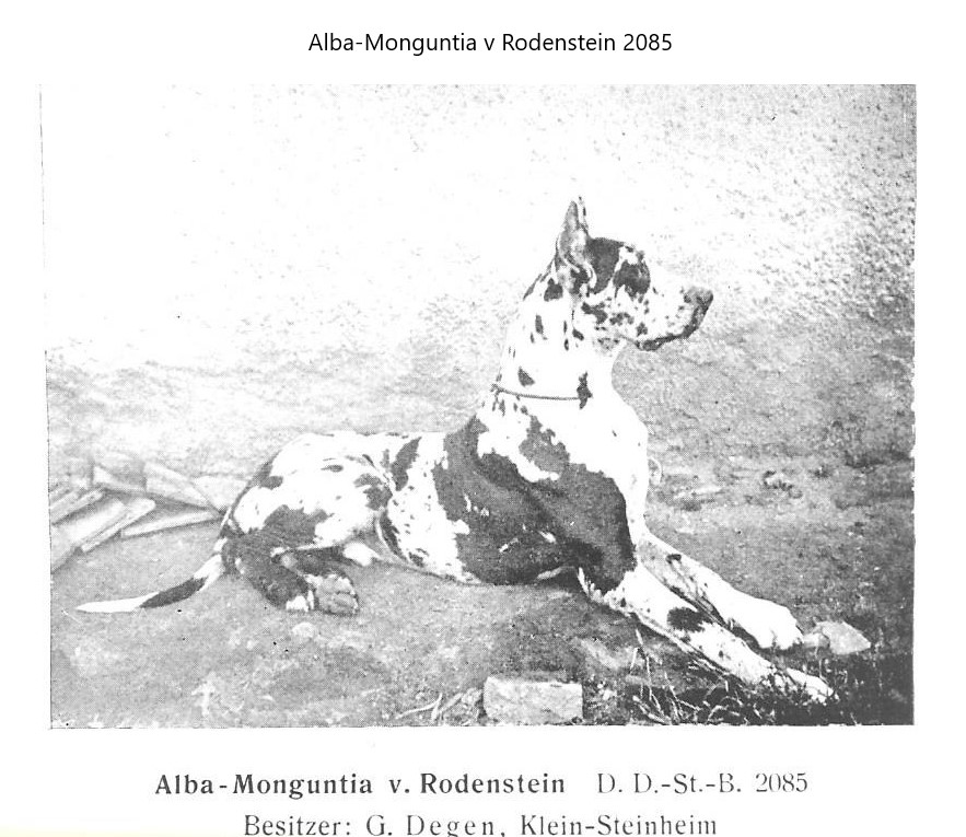 Alba-Monguntia v Rodenstein